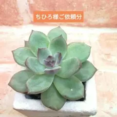 ちひろ様 リクエスト 2点 まとめ商品