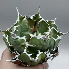アガベ チタノタ SSSランク 悪魔海王 頂点血統 究極個体大株 - メルカリ