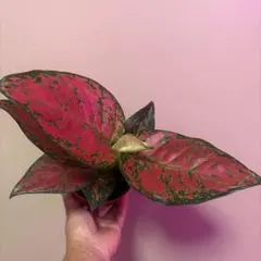 観葉植物 アグラオネマ レッド系