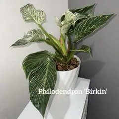 2026年最新】斑入りフィロデンドロンの人気アイテム - メルカリ