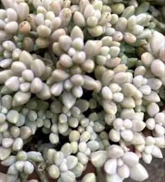 ロク様 リクエスト 2点 まとめ商品