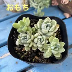 ノアール様 リクエスト 3点 まとめ商品