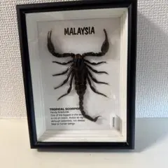 2026年最新】サソリ 標本の人気アイテム - メルカリ