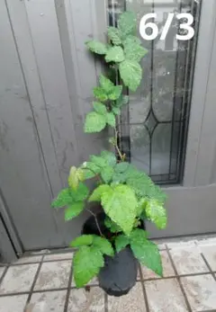 【即購入不可】ブラックベリー《D》取り木苗　まあベリー