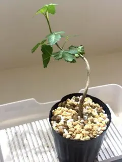 2026年最新】ブルセラ ファガロイデスの人気アイテム - メルカリ