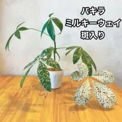 かなり背高め‪♡︎】パキラ ミルキーウェイ 斑入り 接ぎ木 - メルカリ‬