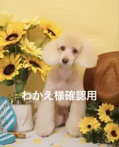 わかえ様　確認用