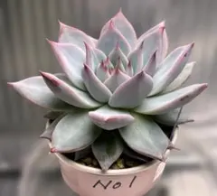 2026年最新】リンゼアナの人気アイテム - メルカリ