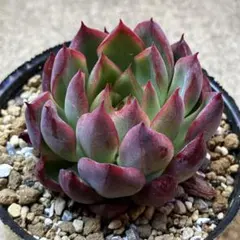 実生苗　多肉植物　エケベリア　⑮ ○多肉植物 エケベリア ミア 2.5寸苗 C4214 - ハニーミント本店