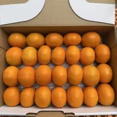 佐賀県産ハウスみかん　ちびっこ900gのサムネイル
