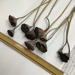 2025年最新】ハスの花托 ハスの実の人気アイテム - メルカリ