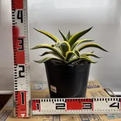 【‼︎美株‼︎】アガベ　ベネズエラ　ゴールドマージン 2026年最新】アガベ ゴールドマージンの人気アイテム - メルカリ