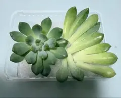 多肉植物 エケベリア カット苗と葉挿し用セットのサムネイル