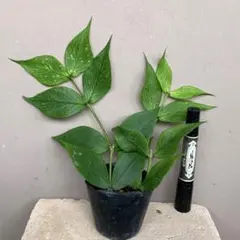 hoya polyneura splash - メルカリ