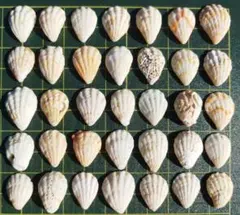 天然貝殻大きめ35個セット まとめ売り ハンドメイド素材 レジン工作【100】