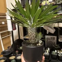 希少】パキポディウム ラメリー 約40cm 美株 実生 塊根植物 抜き苗発送