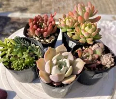 I.多肉植物　多肉セット　寄せ植え　初心者向け　多肉弁当
