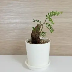 2025年最新】パキプス 鉢の人気アイテム - メルカリ