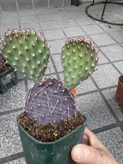 opuntia nigra オプンチア サボテン 多肉植物 斑入り - メルカリ