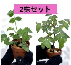 2026年最新】ブルセラの人気アイテム - メルカリ