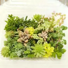 多肉植物　カット苗