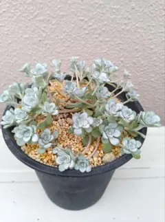 多肉植物 碧魚連 抜き苗 - メルカリ
