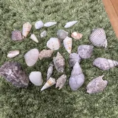 貝殻セット ハンドメイド素材