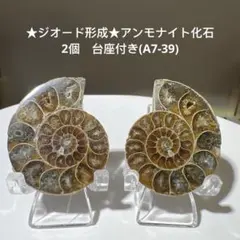 ★ジオード形成★アンモナイト化石　2個　台座付き(A7-39)
