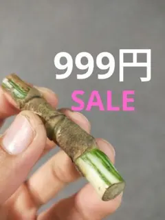 999SALE【N31】斑入りモンステラ ホワイトタイガー カット茎 成長点3つのサムネイル