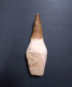 2026年最新】モササウルス 歯の人気アイテム - メルカリ