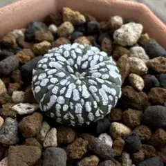 2025年最新】スーパー兜の人気アイテム - メルカリ