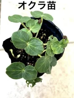 食用 ひまわりの苗 抜き苗＋おまけのオクラ抜き苗　8苗　（写真の元気な苗）のサムネイル