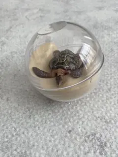 カプセルトイ ウミガメ フィギュア 美ら海水族館