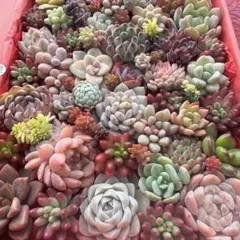 【118】多肉植物 カット苗詰め合わせ 寄せ植えセット