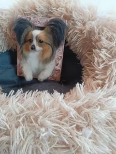 2026年最新】犬 置物 パピヨンの人気アイテム - メルカリ
