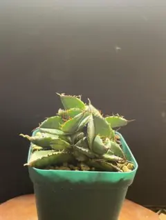 大豆様 リクエスト 2点 まとめ商品