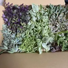 多肉植物 詰め合わせ カット苗セット 寄せ植え用　ネコポスA4サイズ盛り沢山！のサムネイル