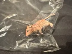 ハリーポッター 魔法生物コレクション スキャバーズ フィギュア