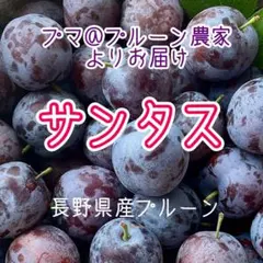 青プラム 摘果すもも 小さめ 3キロ位 太陽 サンタローザ - メルカリ