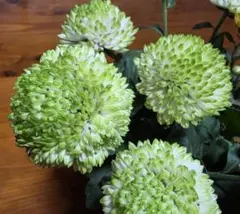 2本セットポンポン菊　菊　苗　グリーンホワイトのサムネイル