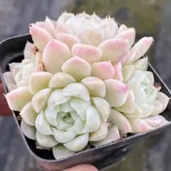 h*︎様 多肉植物　エケベリア　ピンクヒューミリス 2-3頭　小苗　抜き苗　1株