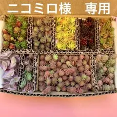 ニコミロ様専用　セダム　9種セット