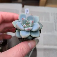 sippo☆様 リクエスト 3点 まとめ商品