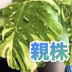 2026年最新】モンステラ クリームブリュレの人気アイテム - メルカリ