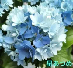 2026年最新】星あつめ 紫陽花の人気アイテム - メルカリ