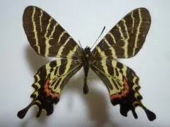 2026年最新】蝶の人気アイテム - メルカリ