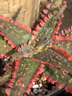 アロエ ハイブリッド Aloe hybrid 第四種 Mー10 - メルカリ