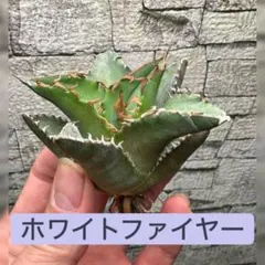 【アガベ】ホワイトファイヤー　白焔　大株ボールタイプ※同等品送付