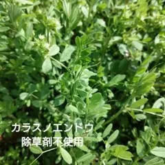 2026年最新】カラスノエンドウの人気アイテム - メルカリ
