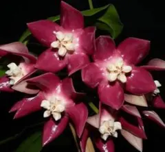 2025年最新】ホヤ属の人気アイテム - メルカリ